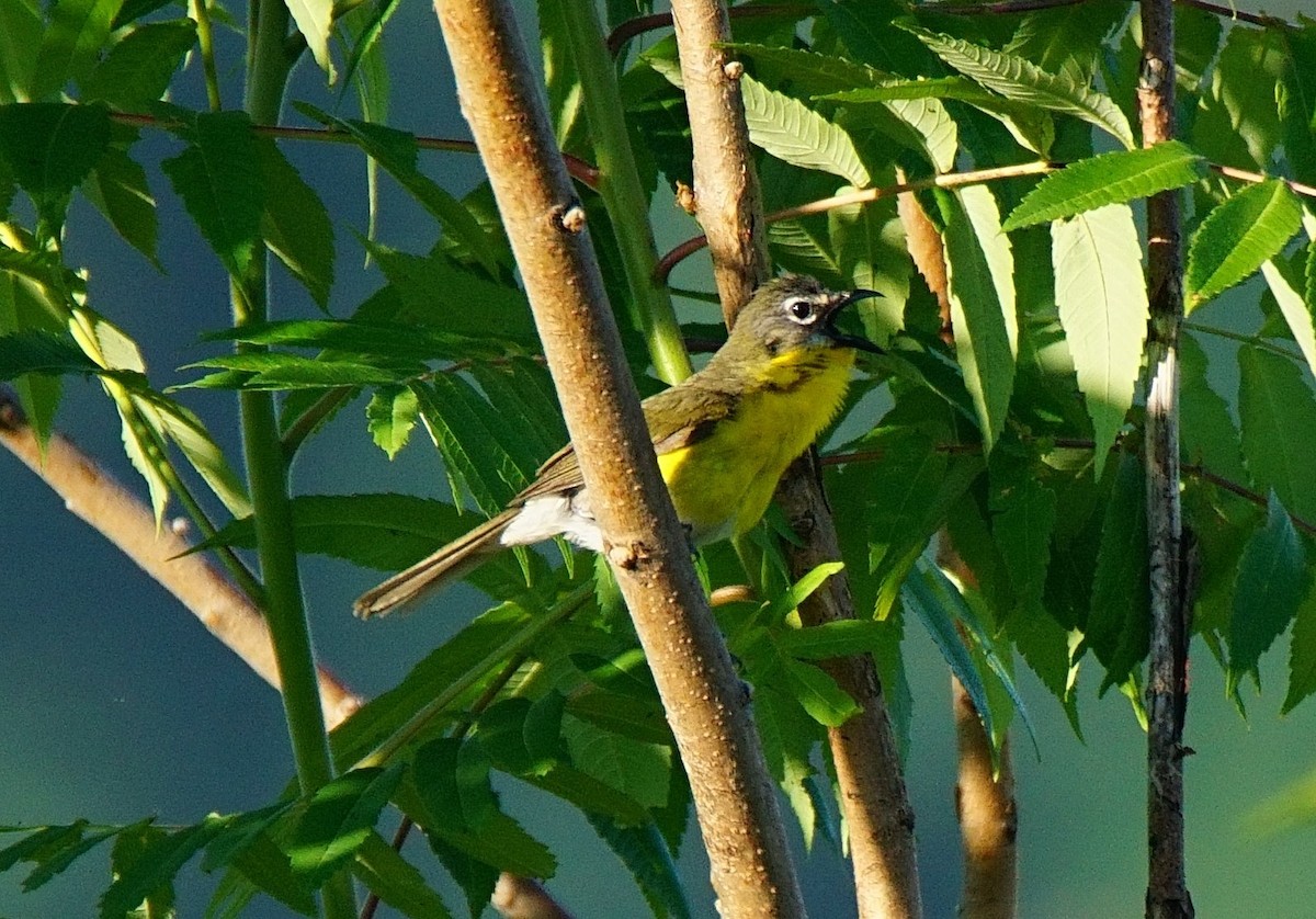 Yellow-breasted Chat - Dennis Mersky