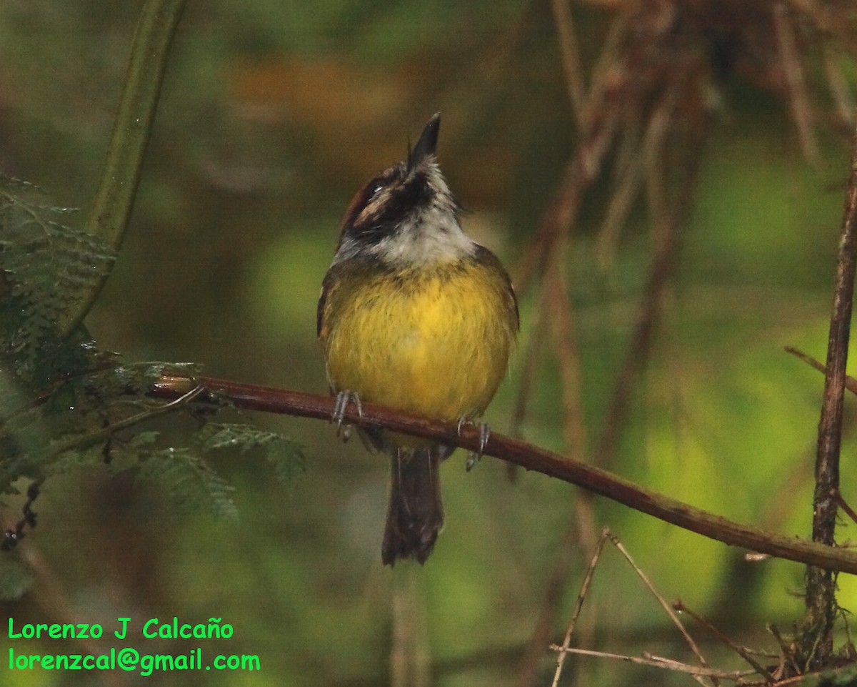 Rufous-crowned Tody-Flycatcher - Lorenzo Calcaño