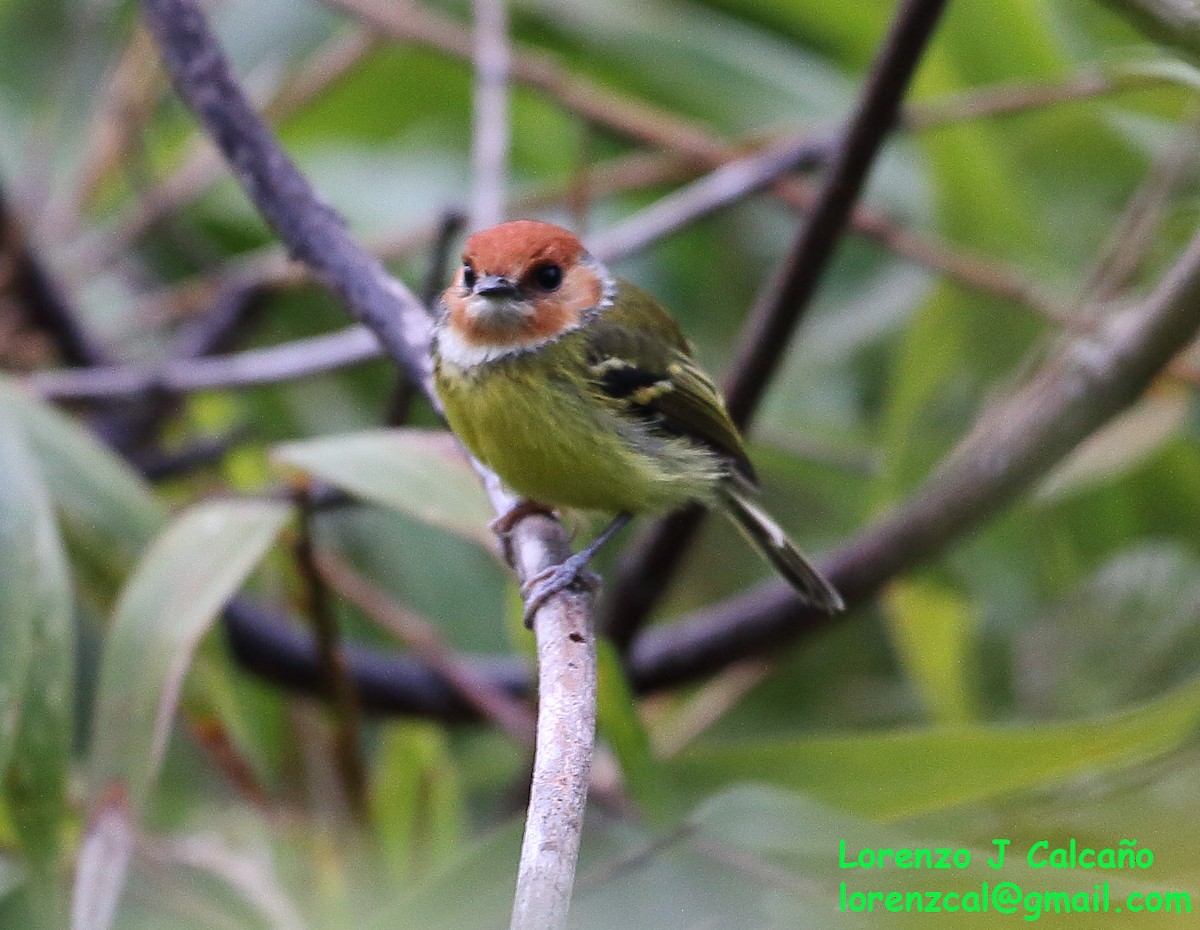 Rufous-crowned Tody-Flycatcher - Lorenzo Calcaño