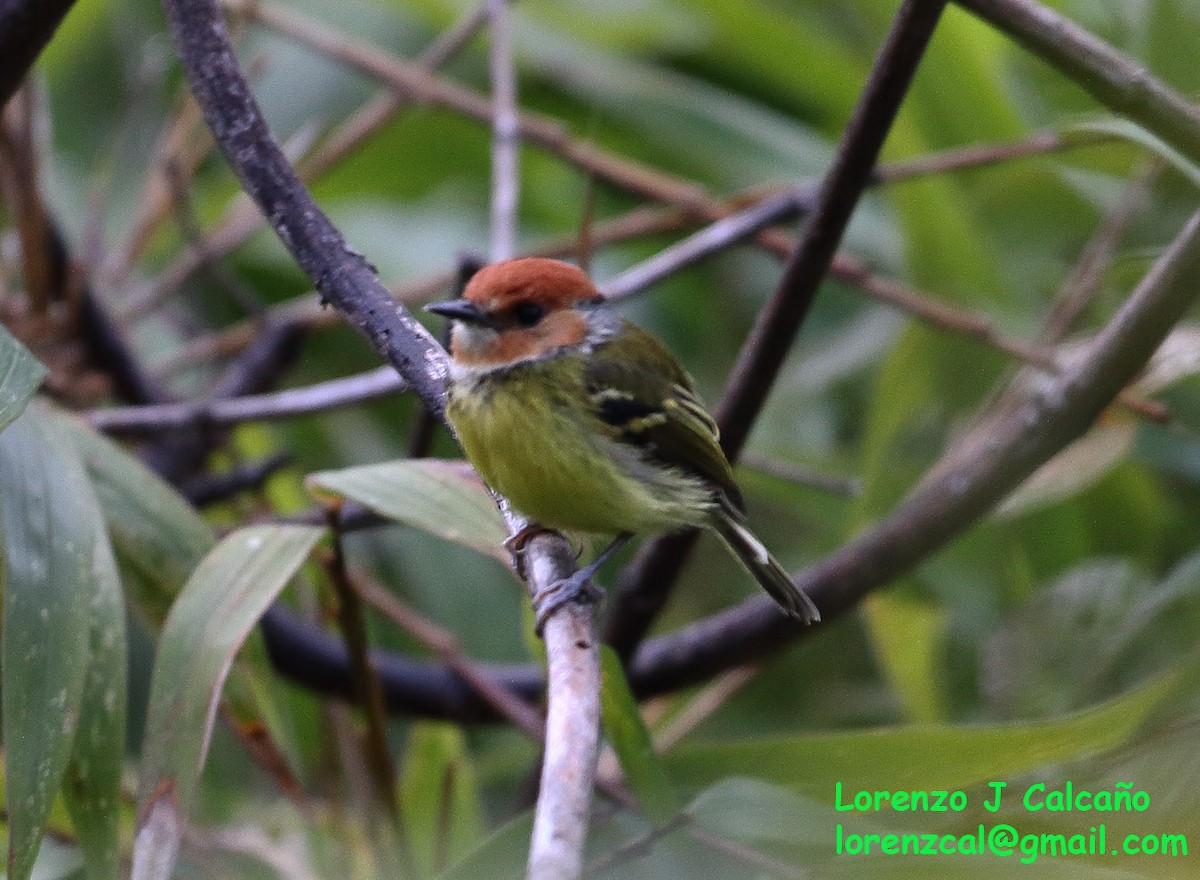 Rufous-crowned Tody-Flycatcher - ML246437011