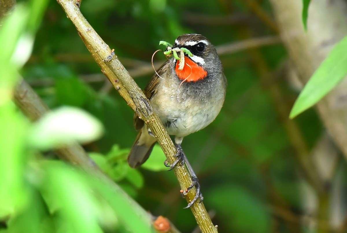 Siberian Rubythroat - ML246437331