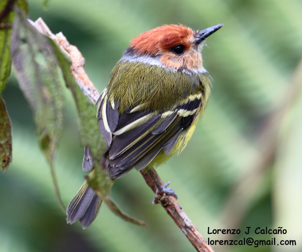 Rufous-crowned Tody-Flycatcher - ML246437811