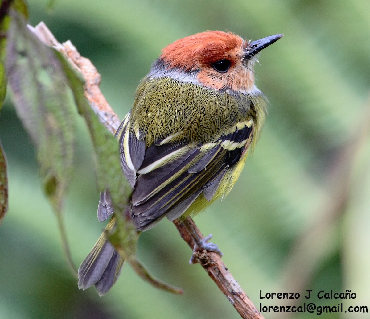 Rufous-crowned Tody-Flycatcher - ML246437841