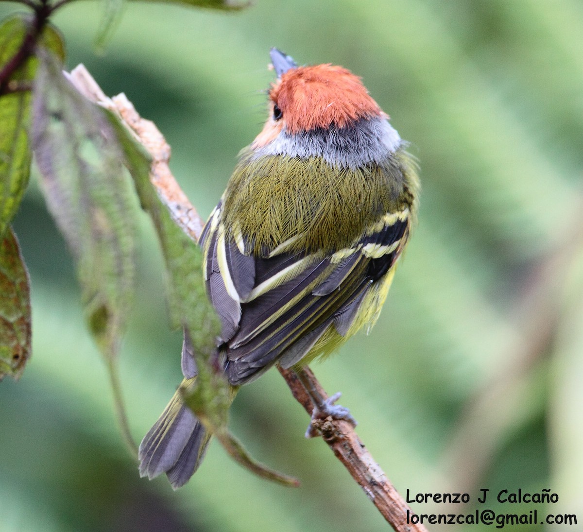 Rufous-crowned Tody-Flycatcher - ML246437901