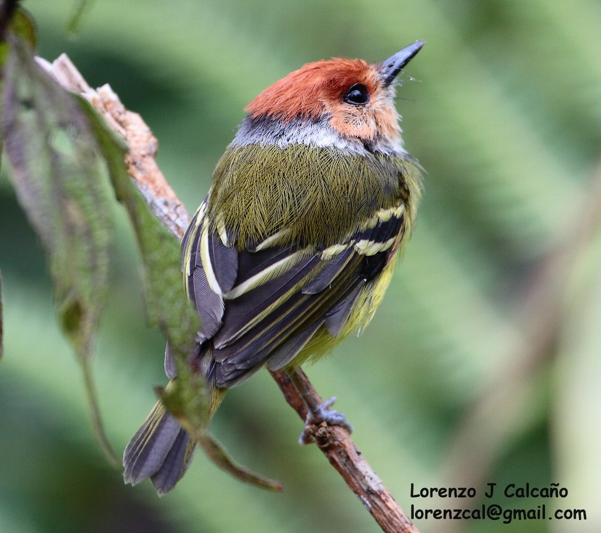 Rufous-crowned Tody-Flycatcher - ML246437911