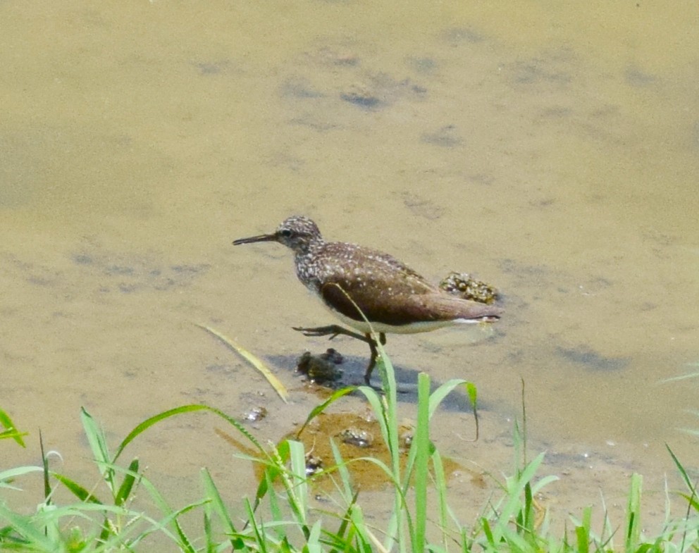 Green Sandpiper - ML246438211