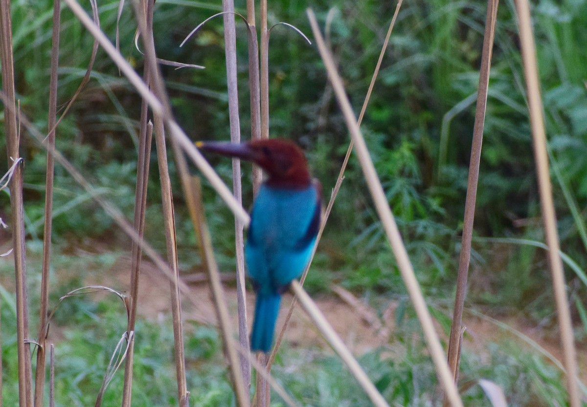 White-throated Kingfisher - ML246438331