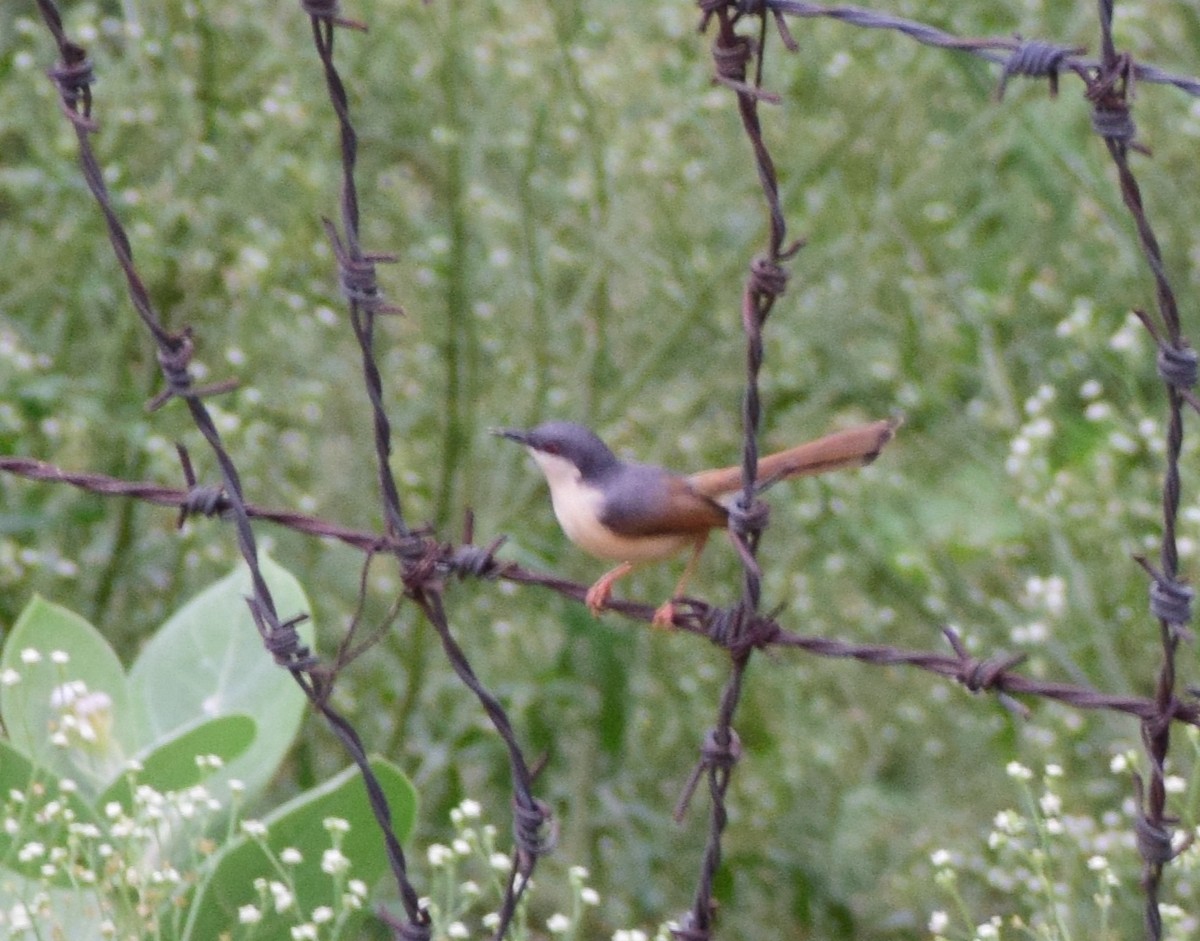 Ashy Prinia - Kushagra Rajendra