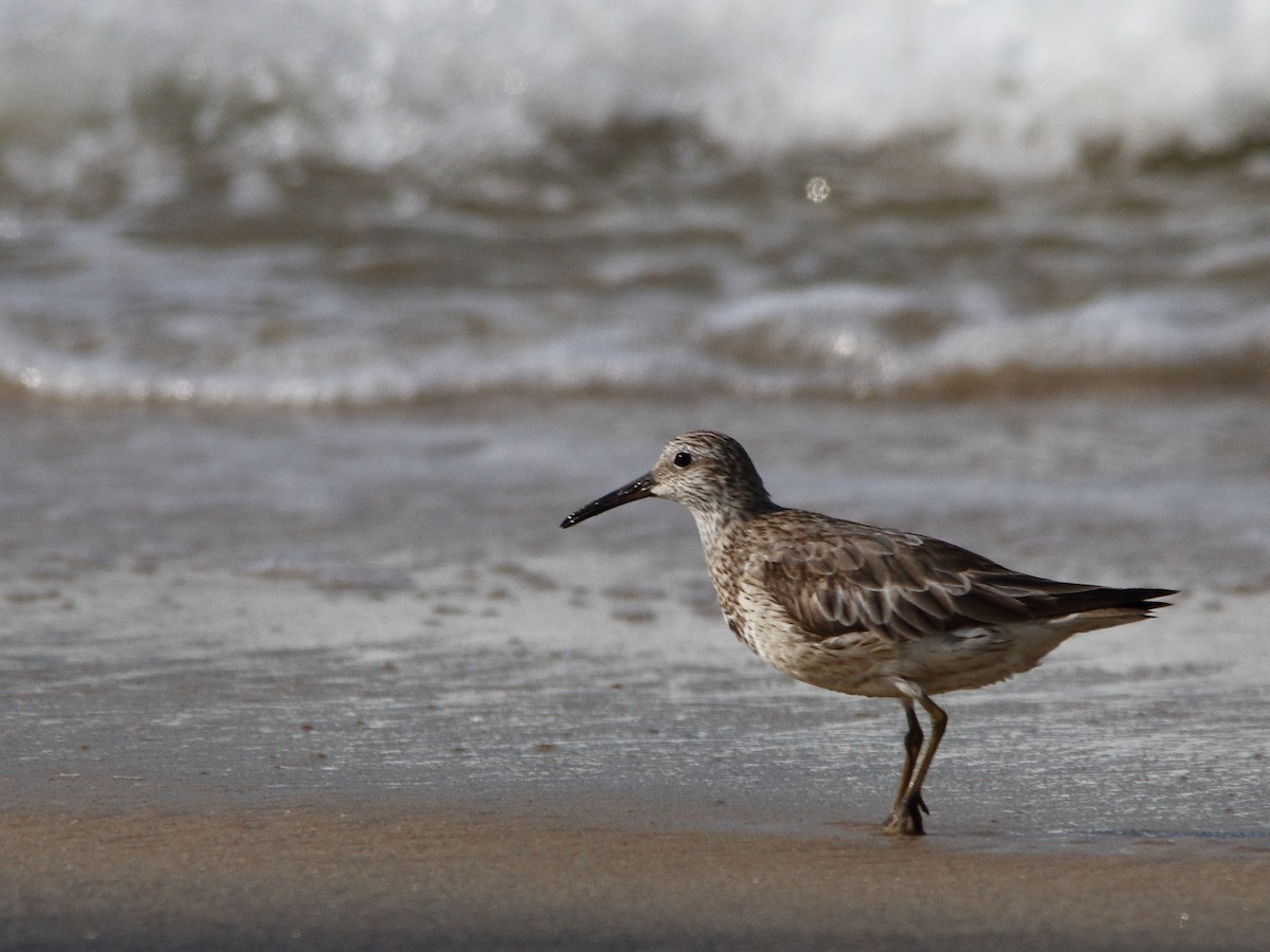 Great Knot - Gowri Shankar S