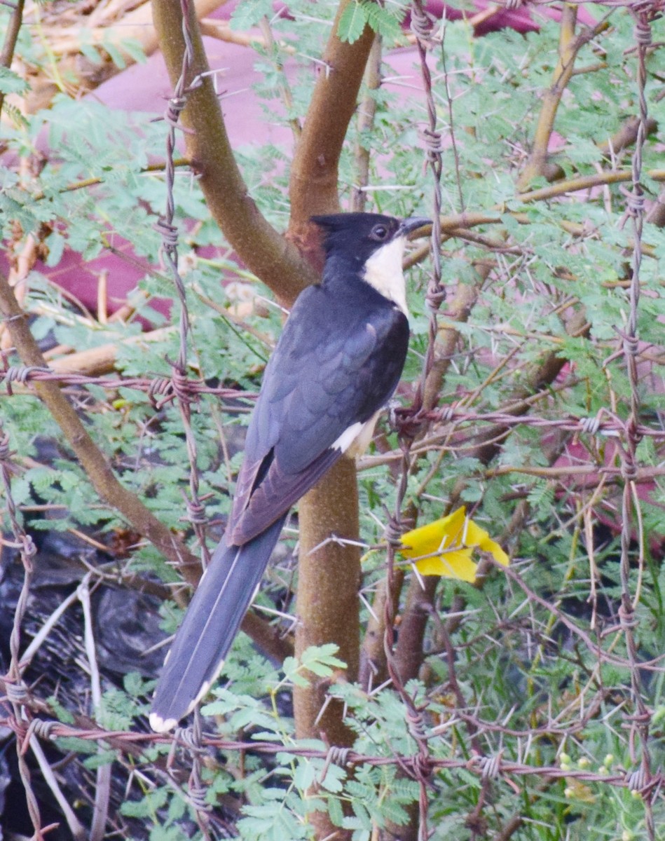 Pied Cuckoo - ML246441501