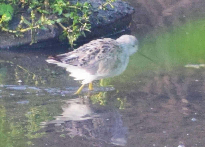 Marsh Sandpiper - Kushagra Rajendra