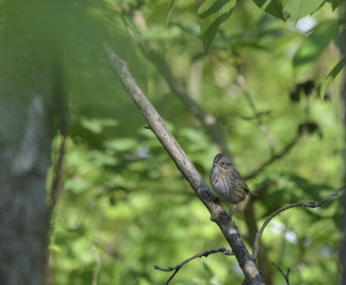 Lincoln's Sparrow - ML246442631