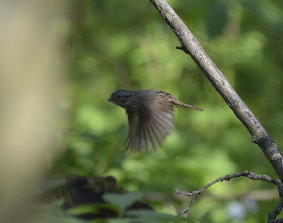 Lincoln's Sparrow - Adriana Losey