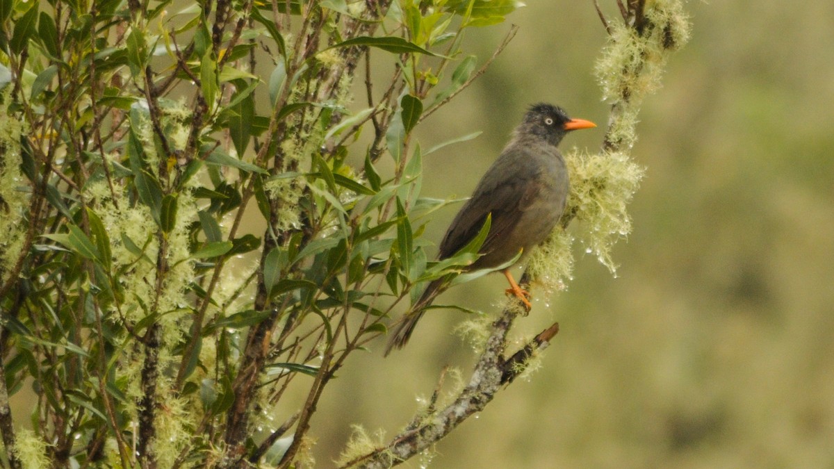 Réunion-Rotschnabelbülbül - ML24644451