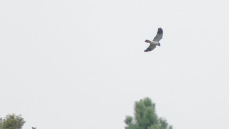 Reunion Harrier - ML24644531