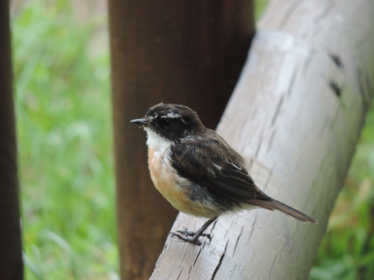 Reunion Stonechat - ML24644541