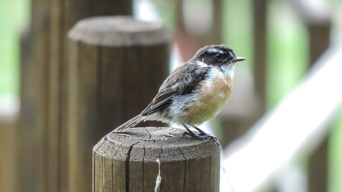 Reunion Stonechat - ML24644551