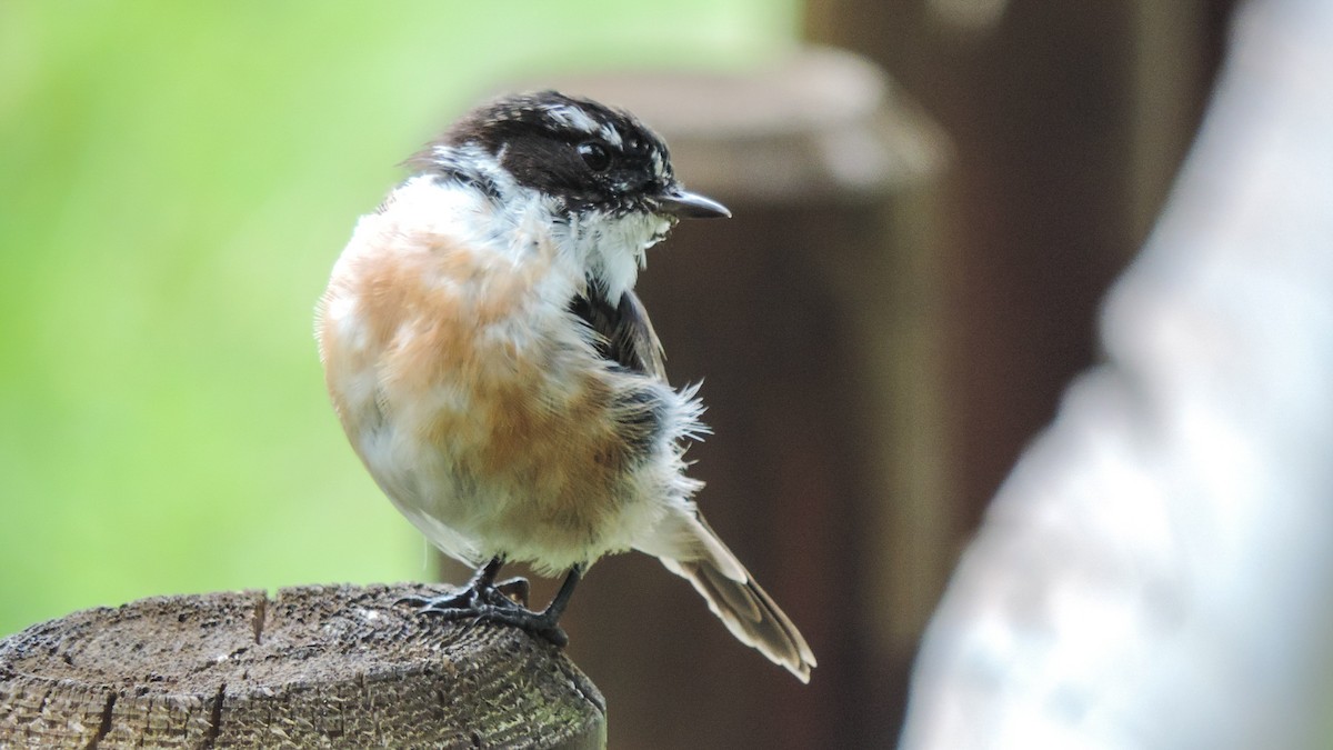 Reunion Stonechat - ML24644561