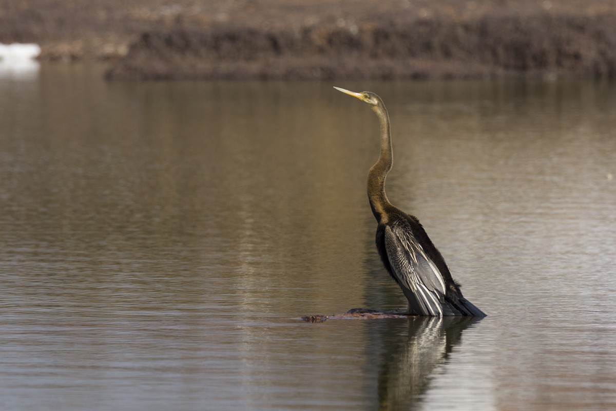 Oriental Darter - ML246446211