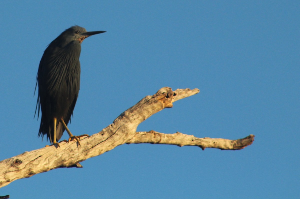 Slaty Egret - ML24644891
