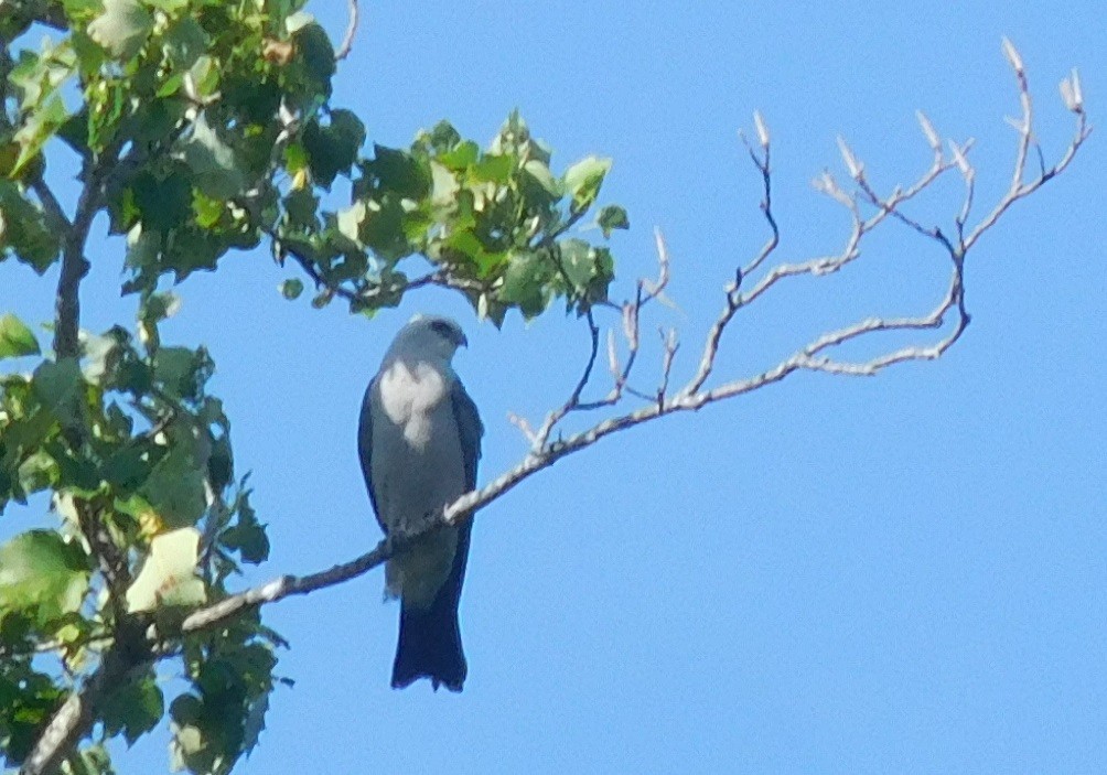 Mississippi Kite - ML246450021