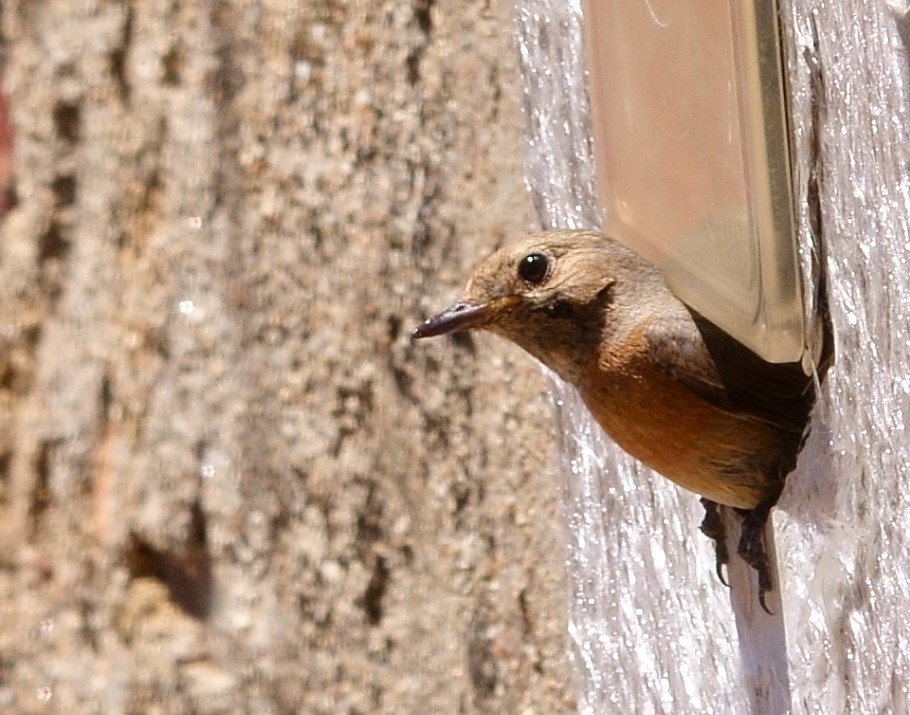 Common Redstart - ML246451421