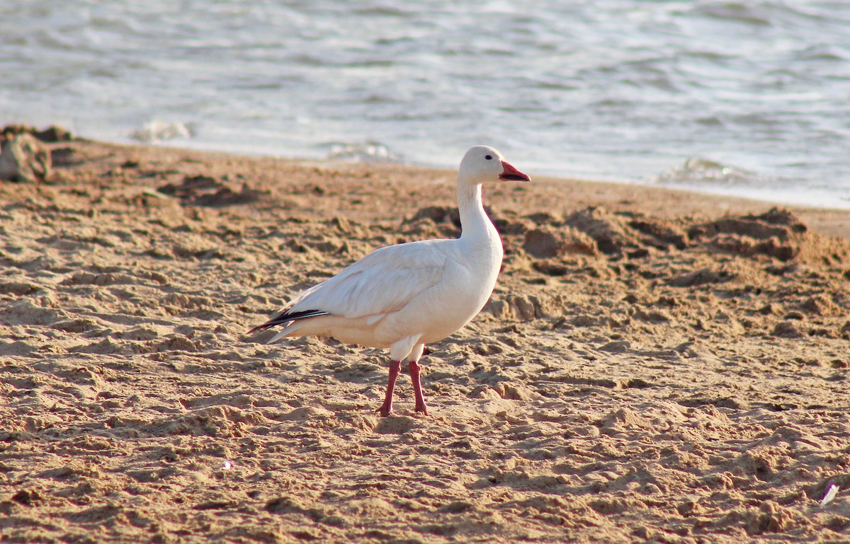 Snow Goose - ML246451491