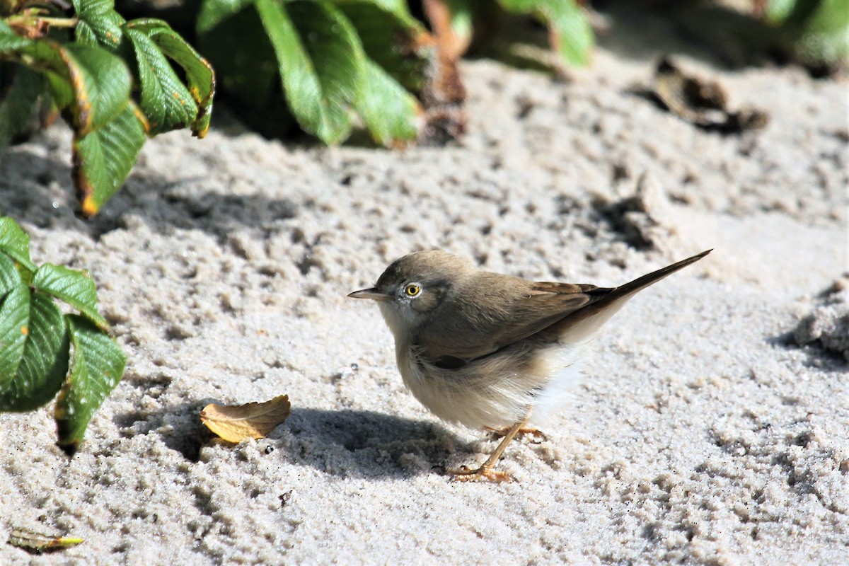 Asian Desert Warbler - Manfred Schleuning