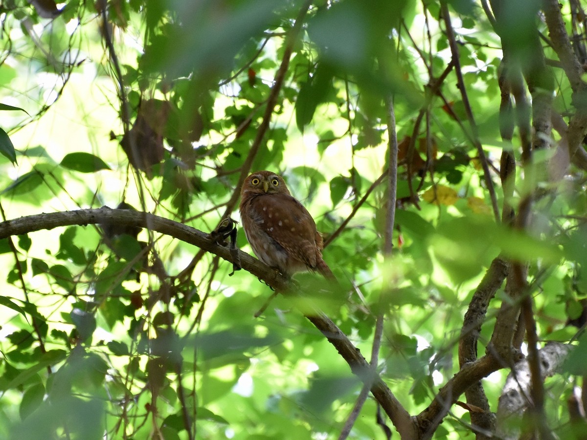 Ferruginous Pygmy-Owl - ML24645291