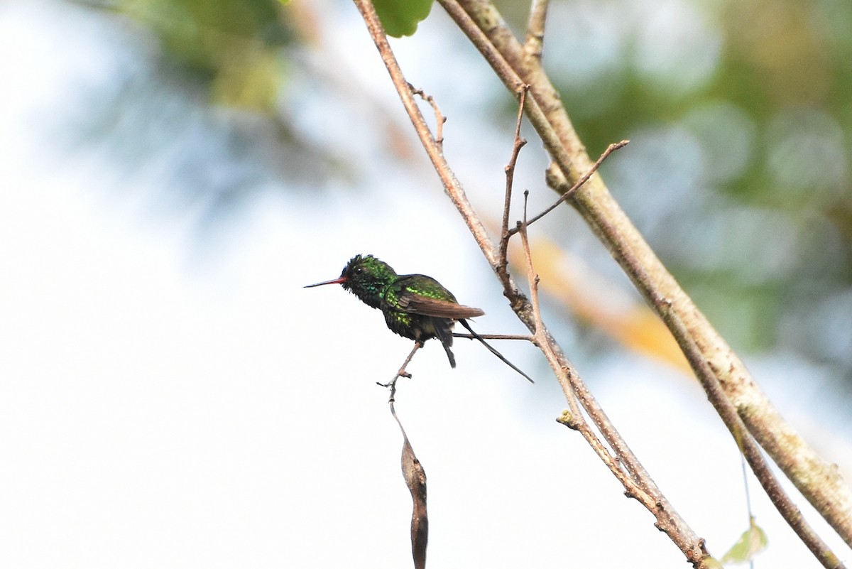 Golden-crowned Emerald - ML24645301