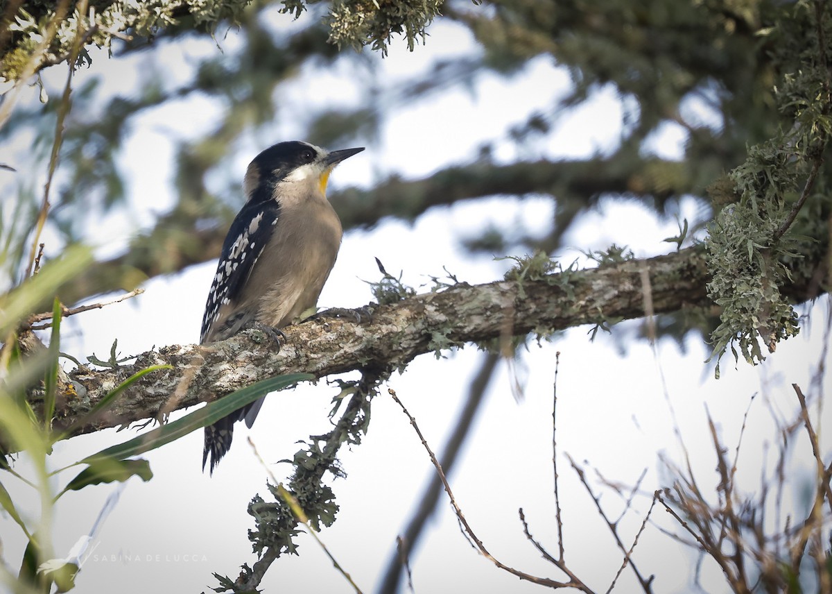 White-fronted Woodpecker - ML246453021