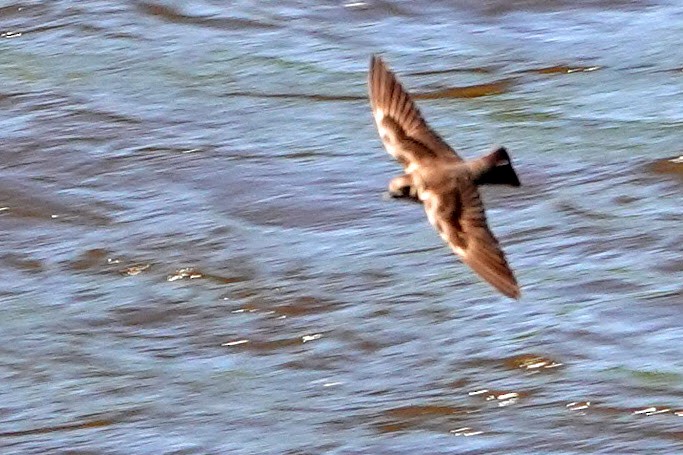 Northern Rough-winged Swallow - ML246453231