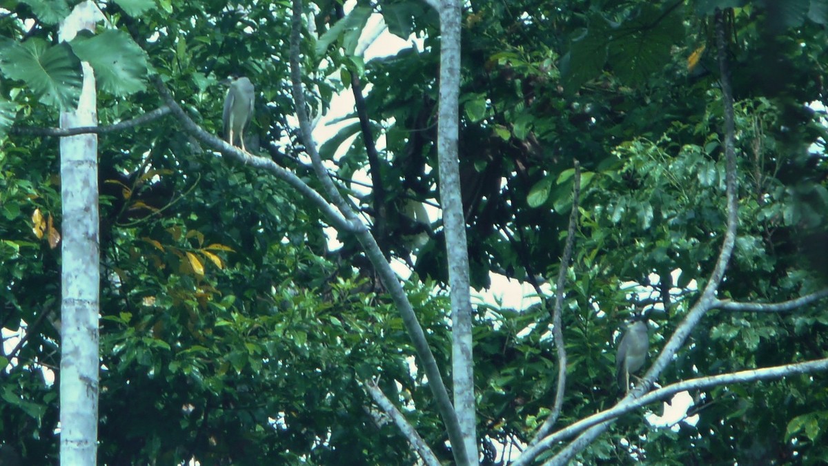 Black-crowned Night Heron - ML246453571