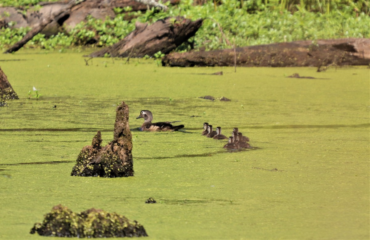 Wood Duck - ML246453941