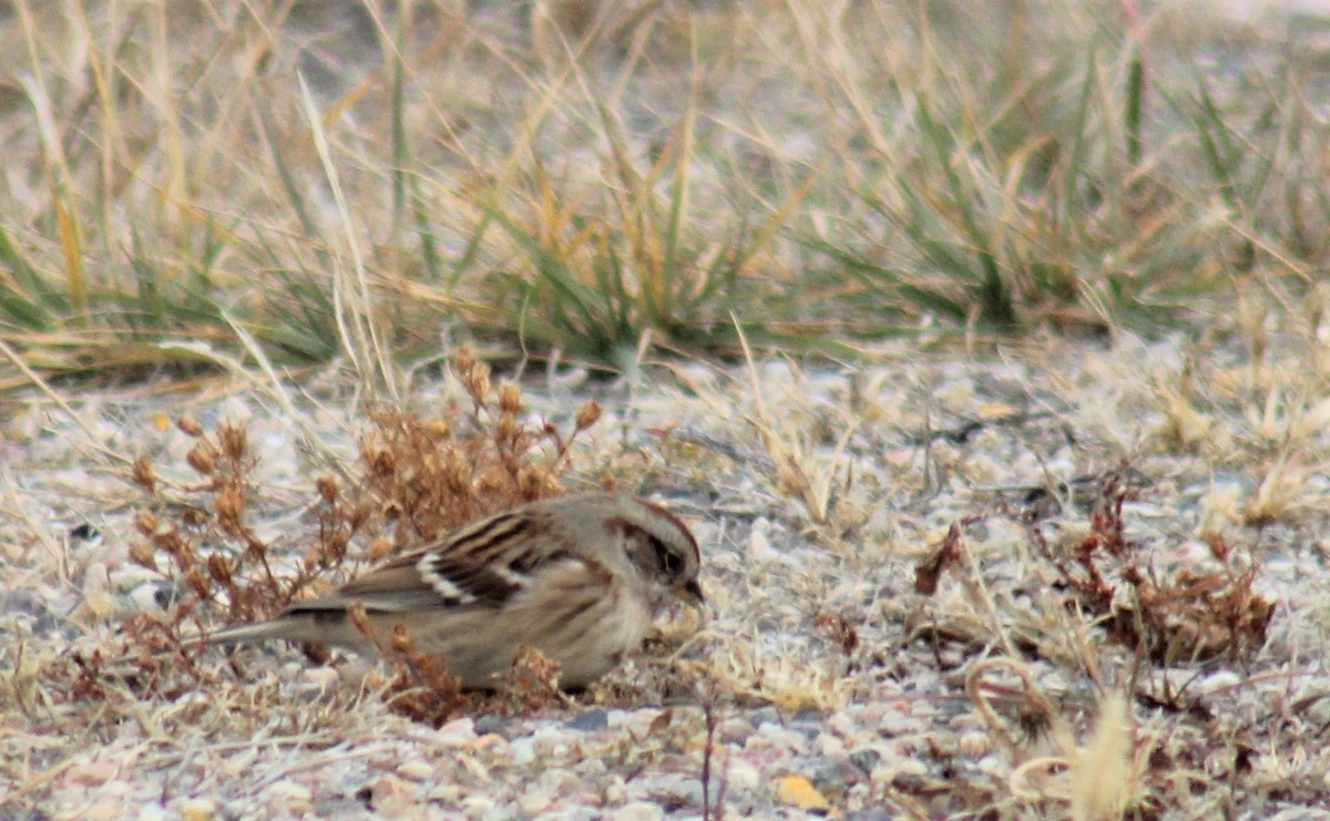 American Tree Sparrow - ML246454181