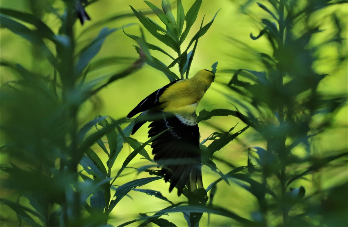American Goldfinch - ML246454291
