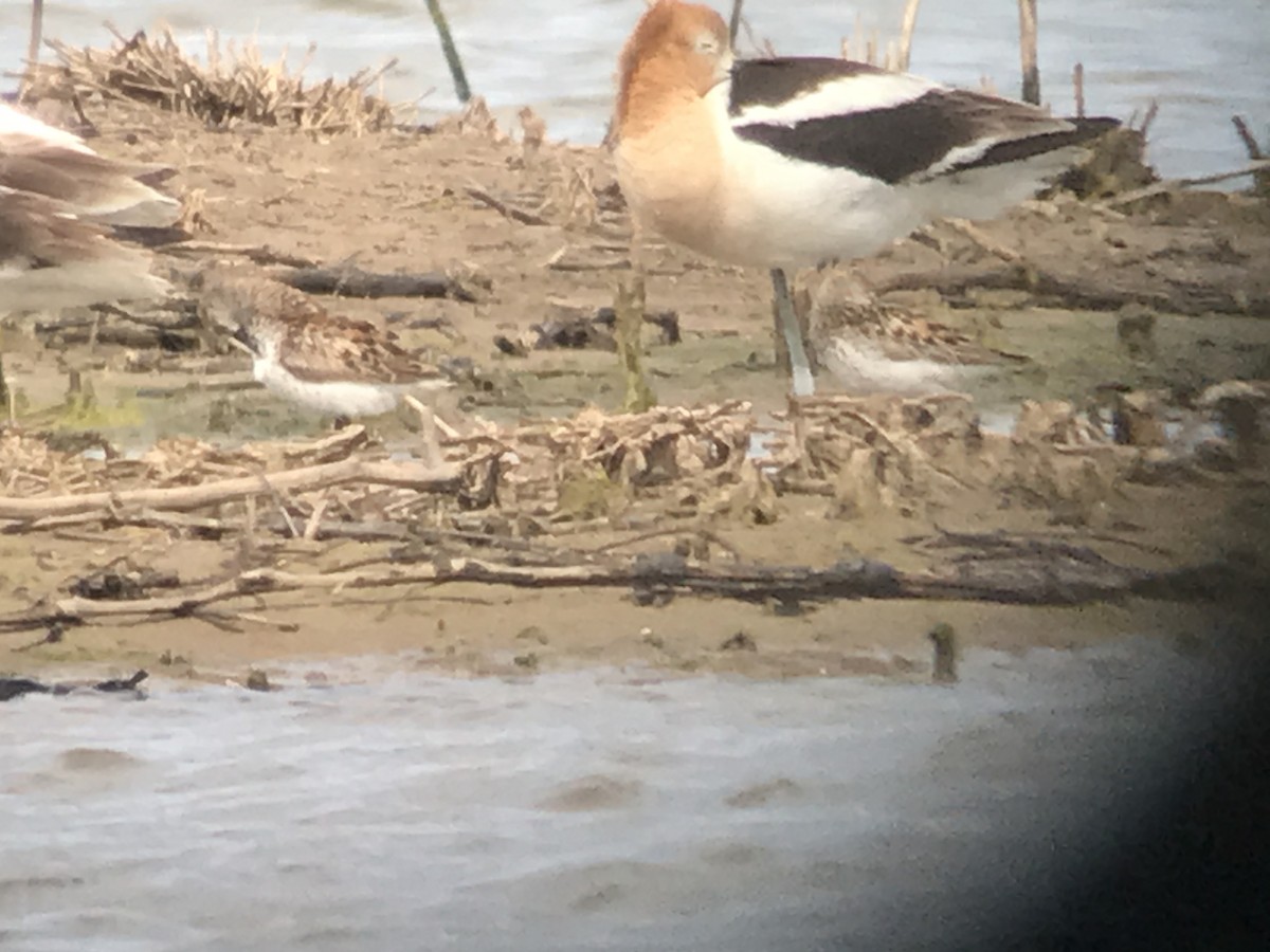 Western Sandpiper - ML246455571