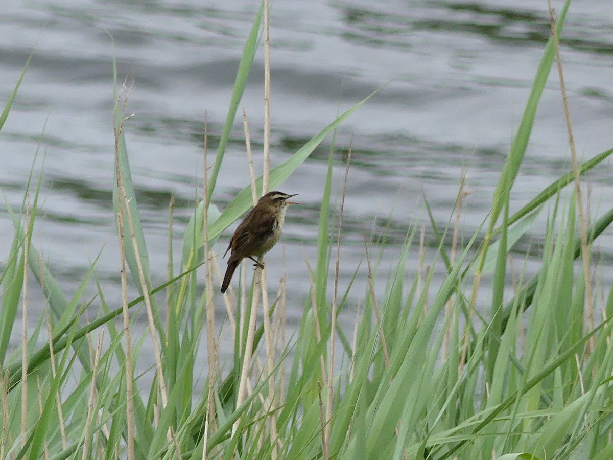 Sedge Warbler - Michael Pohler