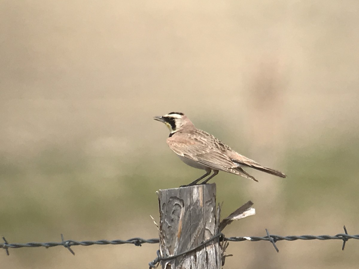 Horned Lark - ML246455981