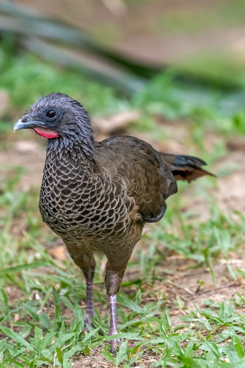 Colombian Chachalaca - Bernard Barsalo