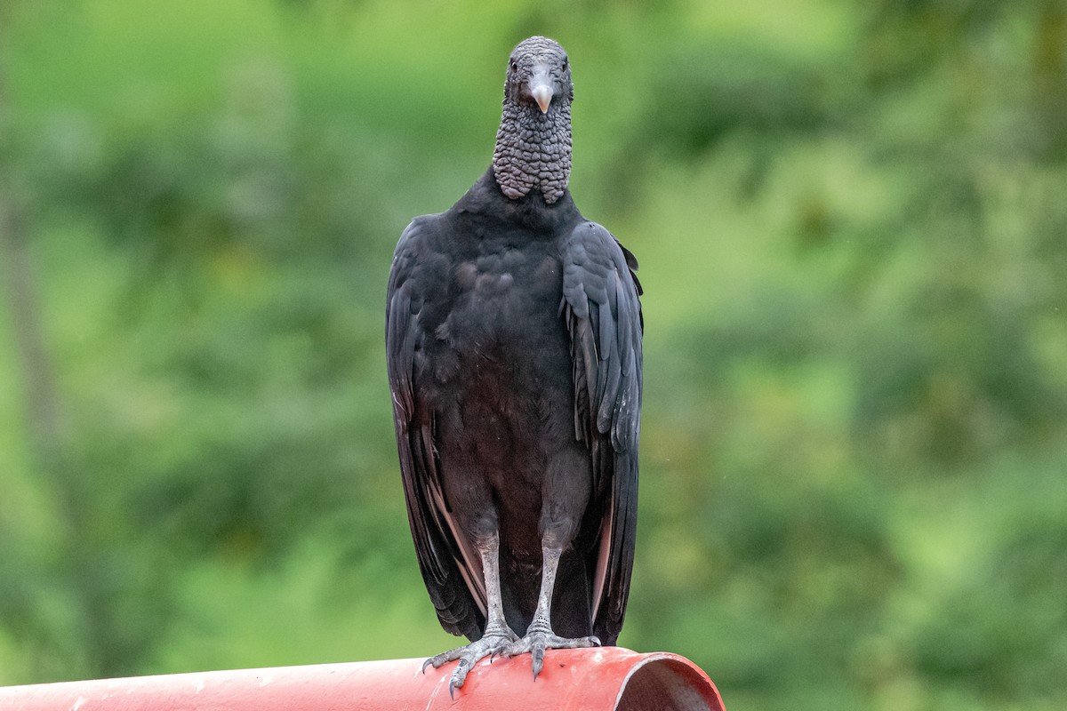 Black Vulture - ML246458181