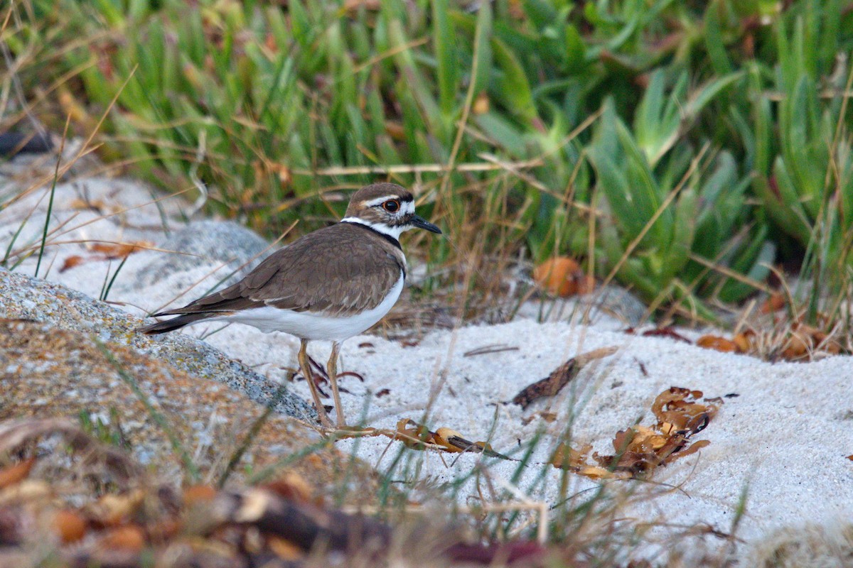 Killdeer - ML24645881