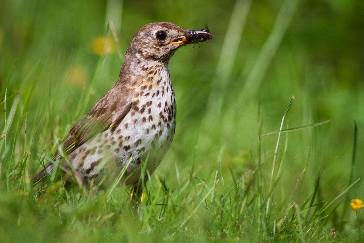 Song Thrush - ML246461081