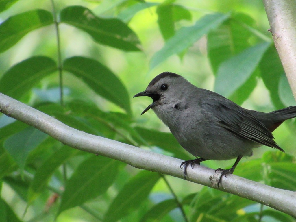 Gray Catbird - ML246461221