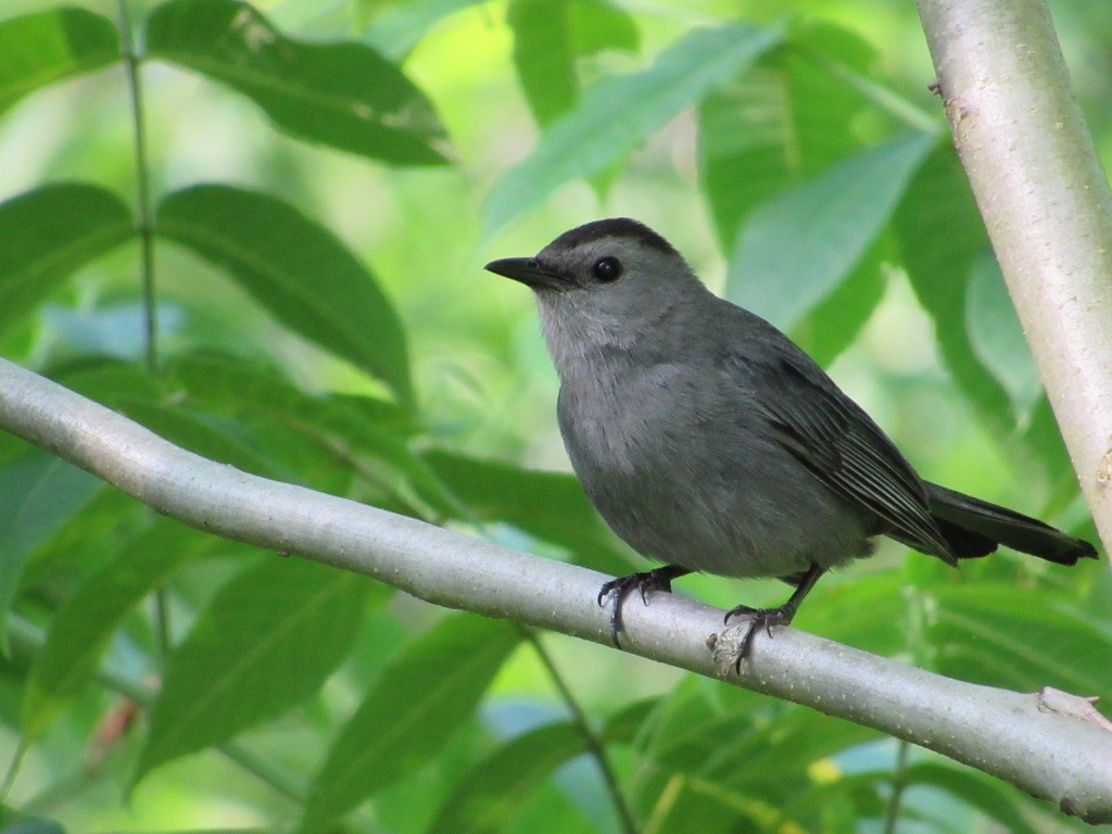 Gray Catbird - ML246461241