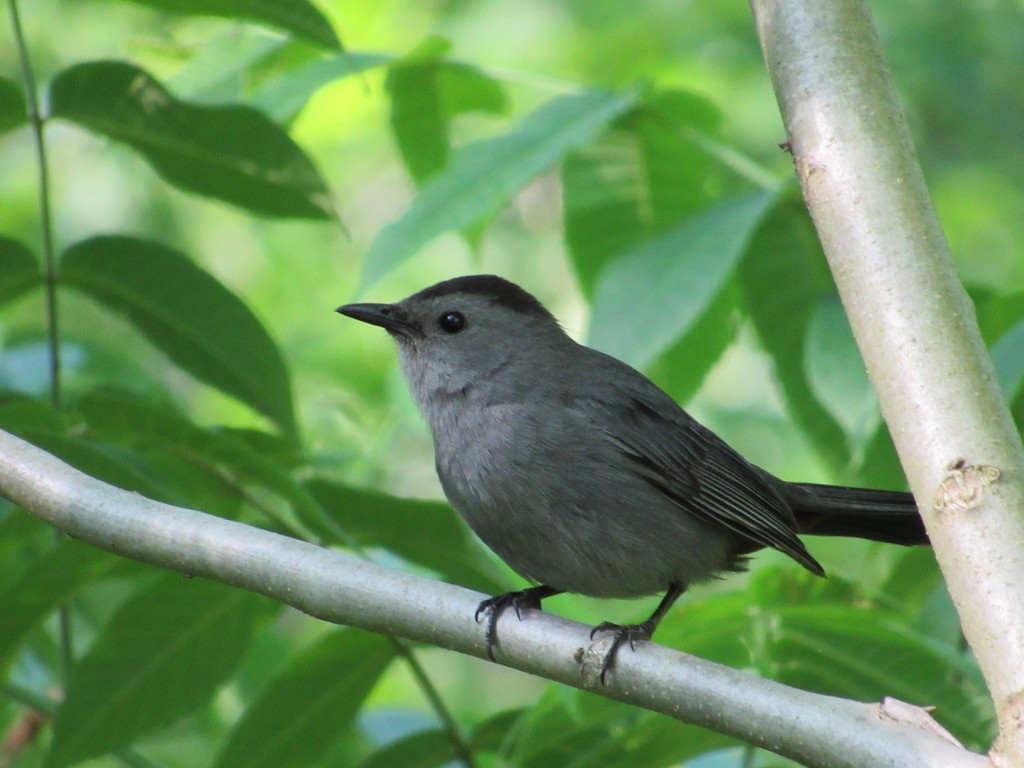 Gray Catbird - Mickey Ryan