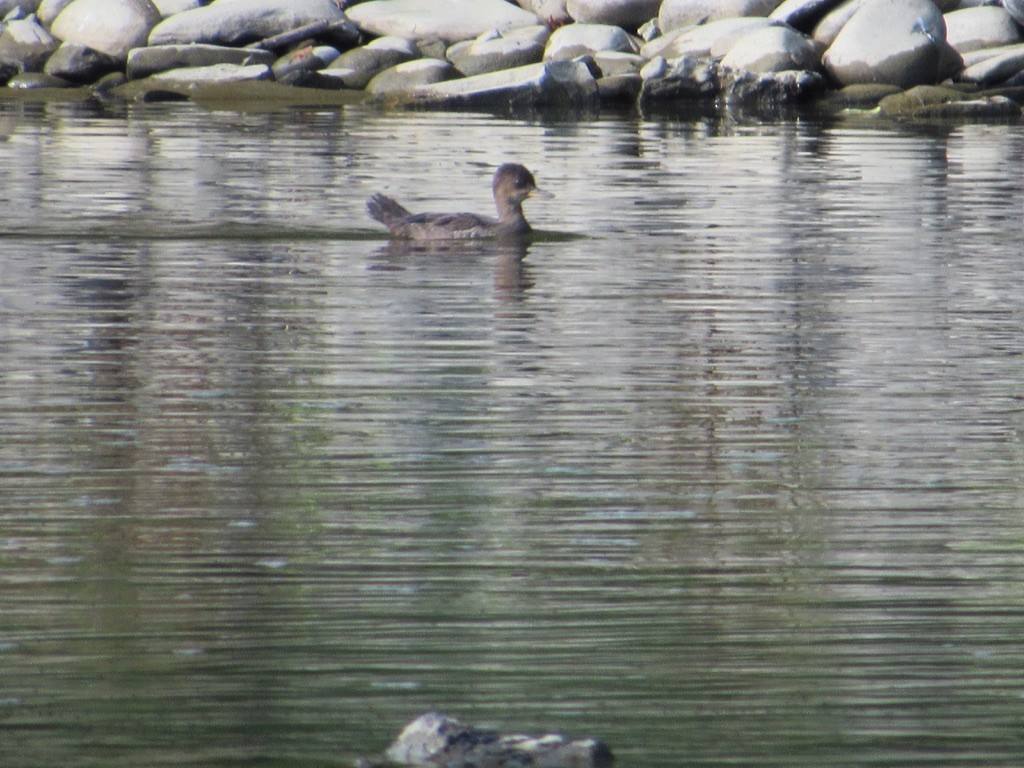 Hooded Merganser - ML246461291