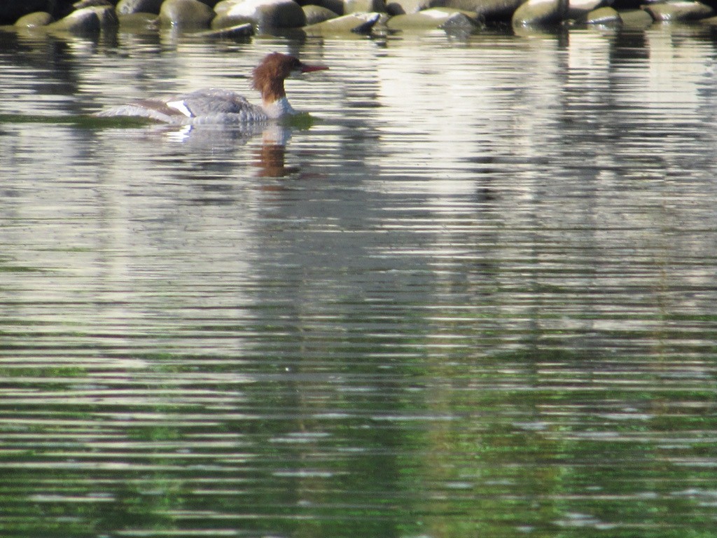 Common Merganser - ML246461361