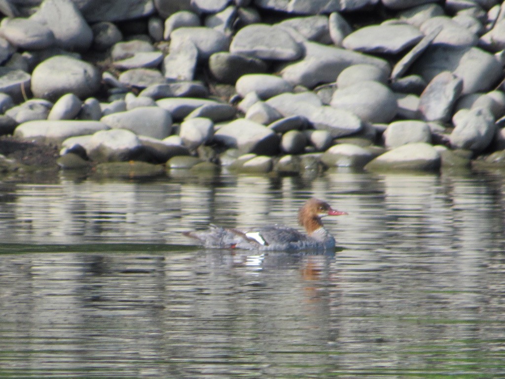 Common Merganser - ML246461431