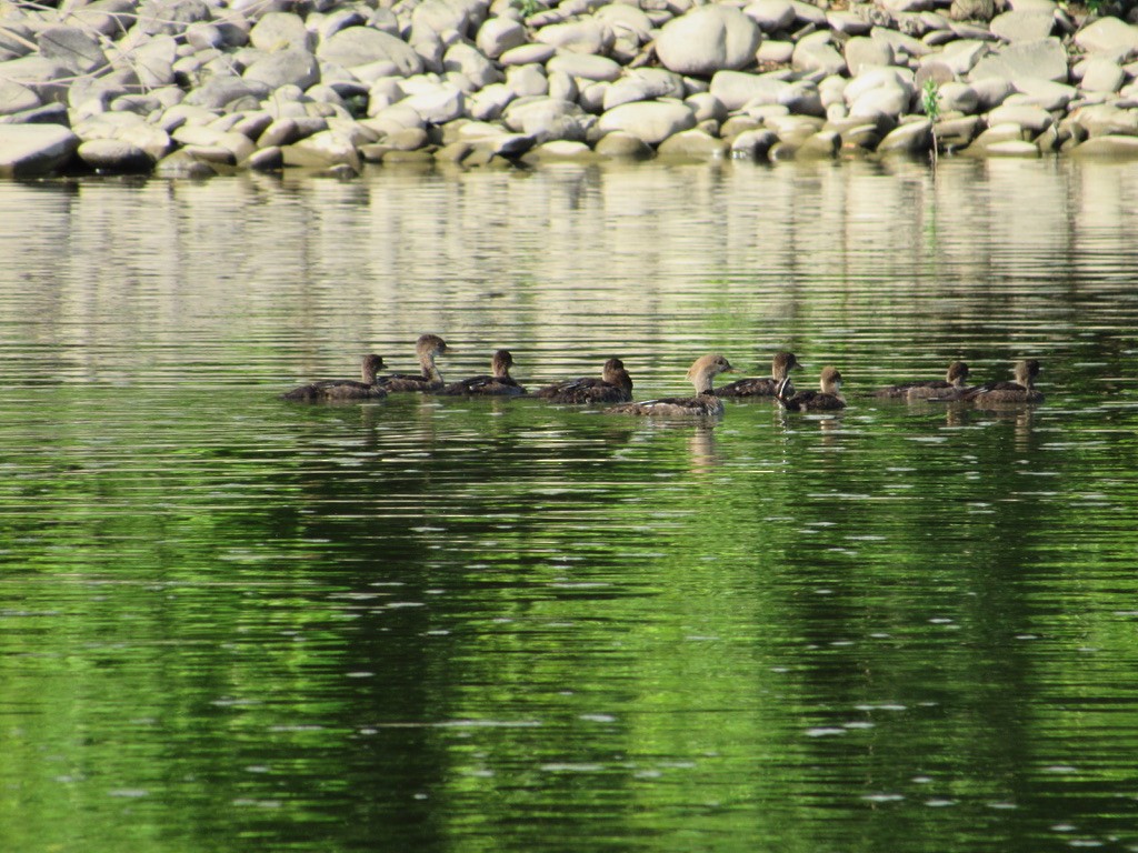 Hooded Merganser - ML246461441